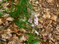 Orchis Guerrier (Orchis militaris)