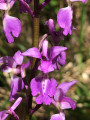 Orchis mâle