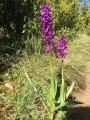 Orchis mascula