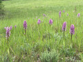 Orchis pourpres