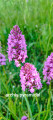 orchis pyramidal