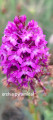 orchis pyramidal