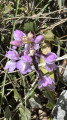 Orchis M&acirc;le