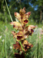 Orobanche grêle