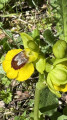 Orphrys jaune
