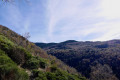 Pacages abandonnés et forêt dense