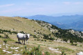 Collada del Vent - Puig de la Collade Verda - Collada de Roques Blanques Collada del Vent - Puig de la Collade Verda - Collada de Roques Blanques