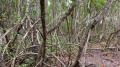 Palétuviers de la mangrove