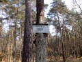 La Carte du Tendre en Forêt de Fontainebleau