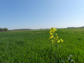 Panorama campagnard