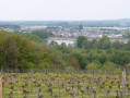 Au cœur du vignoble Saumur-Champigny