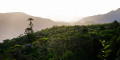 Panorama de la for&ecirc;t humide
