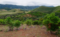 Panorama sur la for&ecirc;t plate