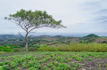 Boucle de Forêt Plate et de la Vallée des Cannes
