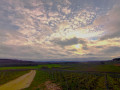 Panorama sur la vigne