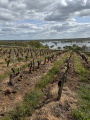 Balade dans les vignes au-dessus des Marais de Goulaine
