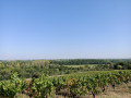 Panorama sur les vignobles de Drain