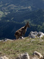 Le Grand Veymont au départ de Gresse-en-Vercors