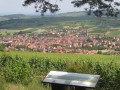 Le vignoble de Westhoffen et de Wangen Le vignoble de Westhoffen et de Wangen