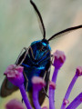 Papillon de nuit ... Papillon de nuit ...