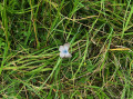 Papillon sur le mont César