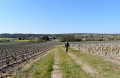 Entre la vigne et la Loire aux Girarmes
