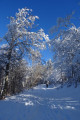 Paradis blanc