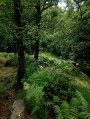 Paradis de forêt