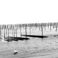 Parc à huitres