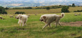 Parc à moutons