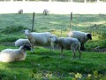 Parc à moutons Parc à moutons