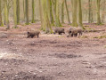 Parc animalier de la forêt de Roumare