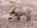 Parc animalier de la for&ecirc;t de Roumare