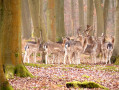 Parc animalier de la for&ecirc;t de Roumare