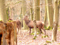 Parc animalier de la for&ecirc;t de Roumare
