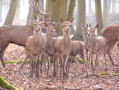 Circuit des Mares de Grès, du Fer et Terreuse au départ du Parc Animalier