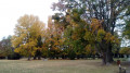 Parc des Tilleuls Parc des Tilleuls
