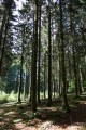 Pinede près de la fontaine Saint Martin