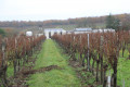 Parcelle de vigne et domaine viticole près de Neulles