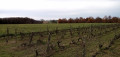 Parcelle de vigne