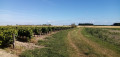 Vineyard plot