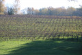 Parcelle de vignes sur le coteau