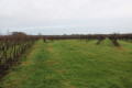 Parcelles de vignes après la Pillétrie