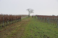 Parcelles de vignes