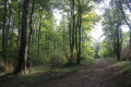 Parcours en forêt