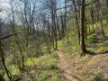 Parcours en sous bois