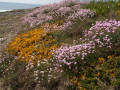 Parcours fleuri