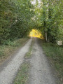 Wooded section