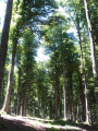 Passage dans la forêt de hêtres Passage dans la forêt de hêtres