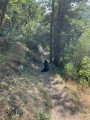 Passage dans les bois
